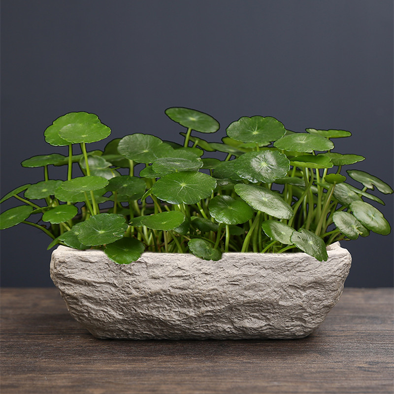 铜钱草水培水仙花盆仿石头盆景大号水养碗莲个性创意陶瓷无孔