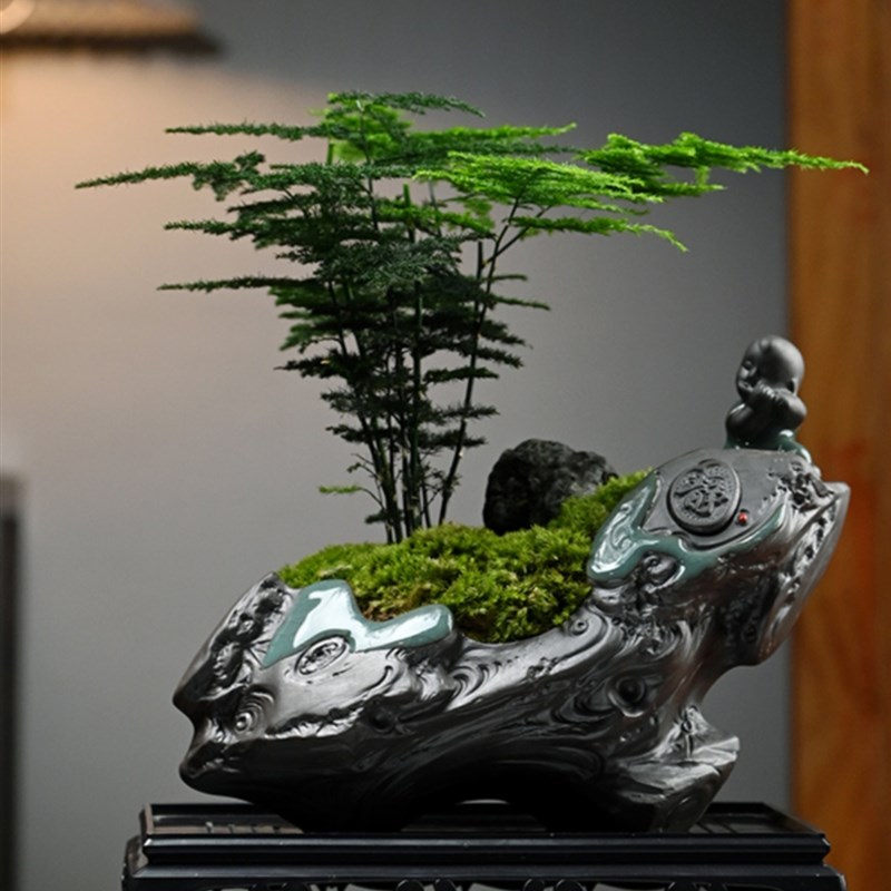 文竹榆树盆景花卉植物室内花悬崖老桩客厅好养办公室桌面绿植盆栽