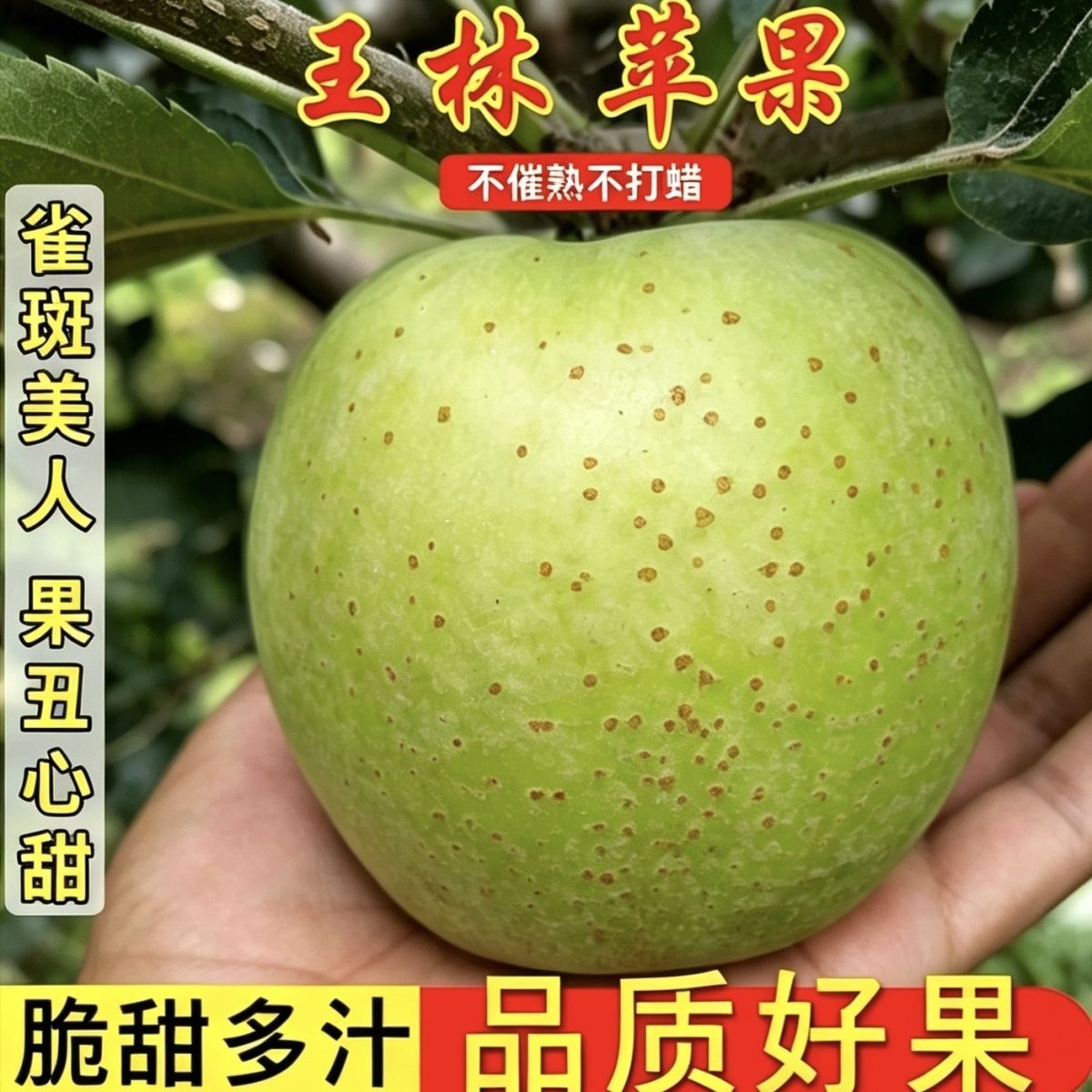 【正宗王林】现摘现货青苹果新鲜水果当季现摘绿小苹果酸脆甜整箱