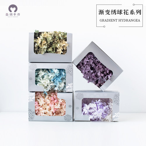 蔓玥教师节A级优质渐变绣球花diy材料渐变绣球花团扇玻璃罩干花