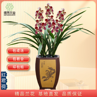 十大名贵特香兰花建兰红君荷带花苞发货室内客厅好养花卉绿植盆栽
