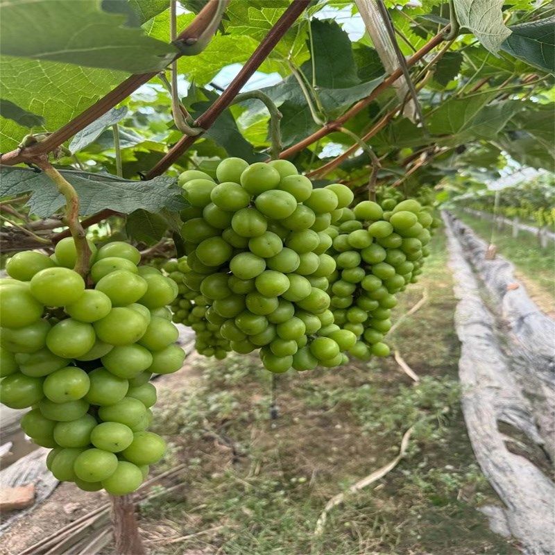 特大阳光玫瑰蓝宝石葡萄苗葡萄果树苗爬藤嫁接苗葡萄树苖当年结果,鲜花速递/花卉仿真/绿植园艺,造型盆景,淘宝优惠券,粉丝福利购,淘宝优惠卷