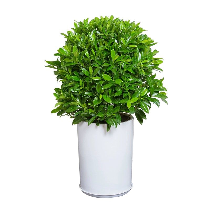 非洲茉莉盆栽客厅大型植物净化空气阳台庭院耐热好养绿植四季常青,鲜花速递/花卉仿真/绿植园艺,大型绿植/成品组合盆栽,淘宝优惠券,粉丝福利购,淘宝优惠卷