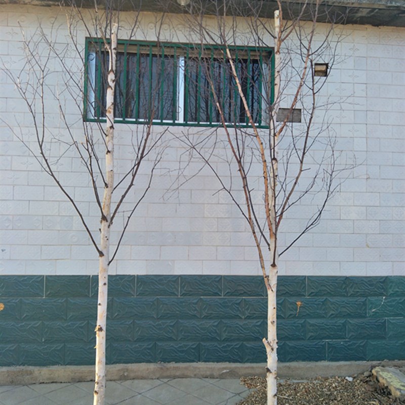 白桦树干艺术装饰白桦树屏风树干白桦树枝树杈干树枝隔断客厅橱窗