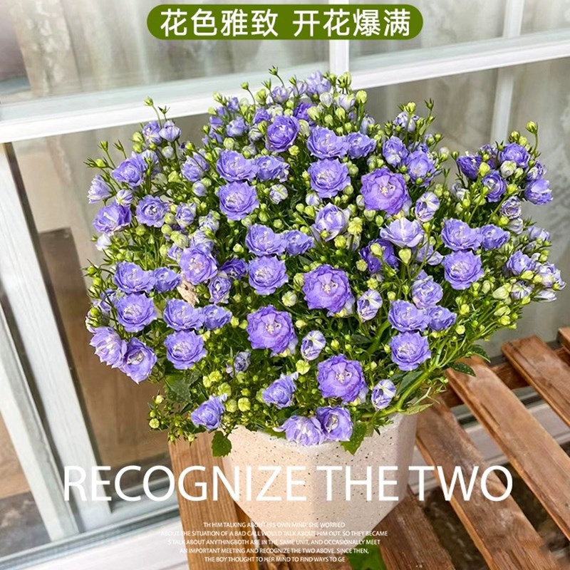 风铃花盆栽室内鲜花重瓣丹麦风铃可水培花卉四季梦露紫风铃草植物