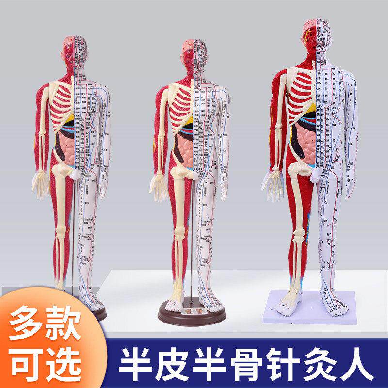 人体经络穴位针灸模型80CM半皮半肌肉解剖 适用14岁以上教学模型