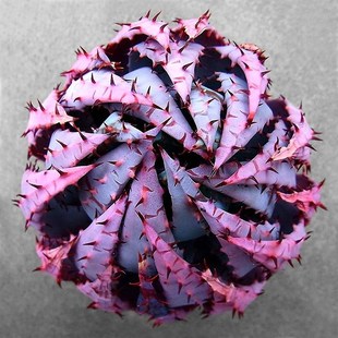 peglerae一物一拍 Aloe 多肉植物组合盆栽 柏加芦荟 植物员外