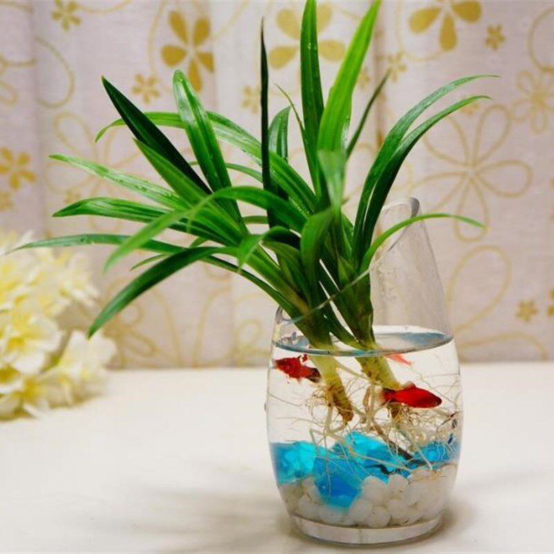 斜口水培植物玻璃花瓶透明培桌面摆设办公室桌面婚庆水养植物包邮