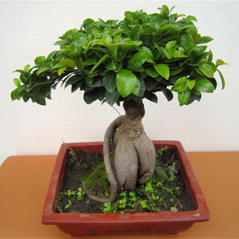 四季常青新款耐寒造型树桩盆景苗室内植物人参榕小叶榕树盆栽绿植