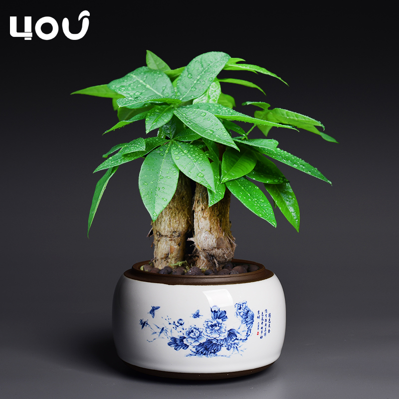 中国风青花瓷花盆陶瓷大号复古紫砂蝴蝶兰专用绿植创意盆景盆家用