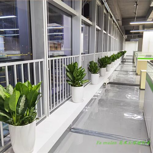 雅丽皇后盆栽净化空气好养植物客厅办公室走廊前台落地绿植吸甲醛