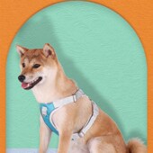 BORORO宠物遛狗绳狗牵引绳背心式 胸背带狗绳子链子中小型犬比熊