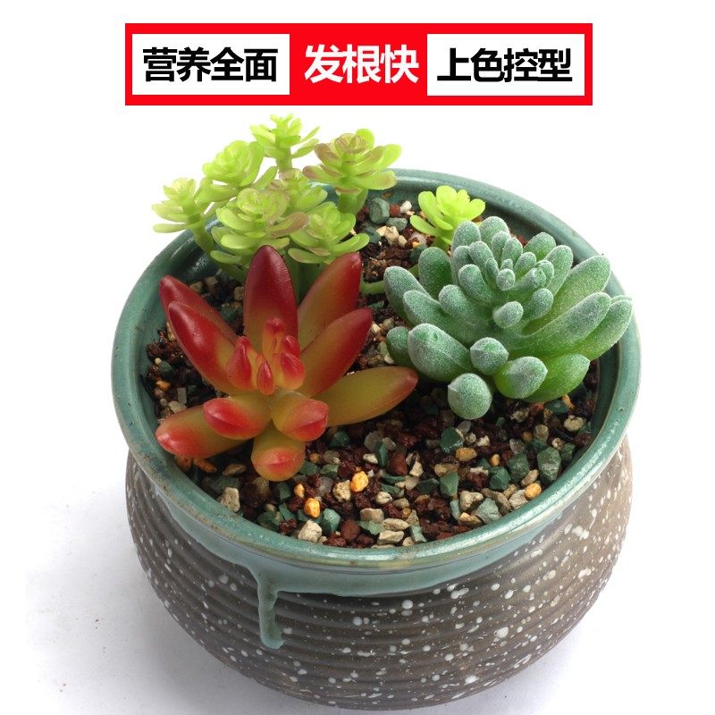 包邮多肉土专用营养土叶插土换盆颗粒土铺面石陶粒泥炭花土通用型,鲜花速递/花卉仿真/绿植园艺,介质/营养土,淘宝优惠券,粉丝福利购,淘宝优惠卷