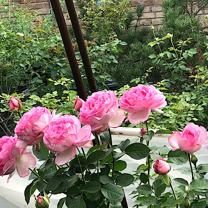 伊芙砂糖艺术阳台盆栽庭院地栽花卉勤花抗病馥郁玫瑰香分枝性好