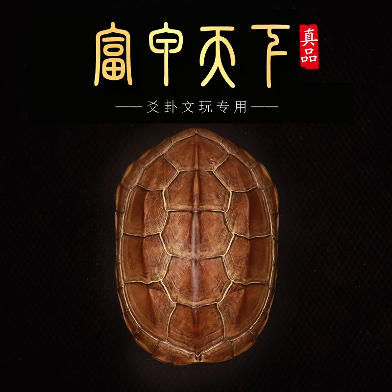天然精品真乌金龟壳真龟甲文玩六爻铜钱易经卦摇卦手把件