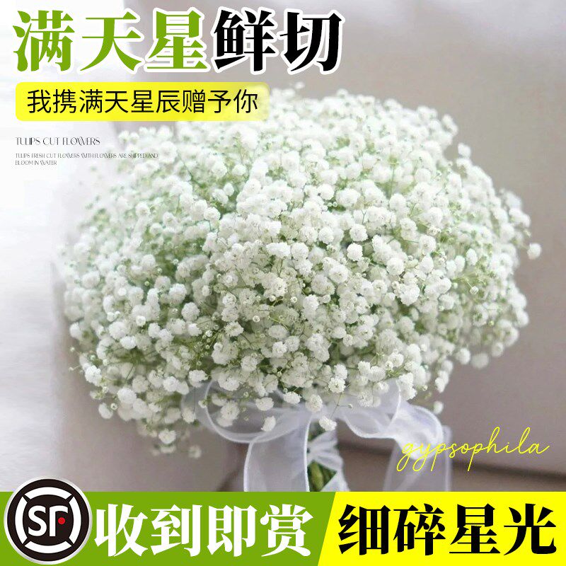 满天星鲜花花束客厅摆设家居装饰摆件鲜花云南基地直发干花永生花