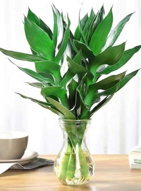 观音竹室内水养植四季常青富贵竹植物水培客厅绿