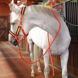 牵马绳缰绳牵引绳加固加粗加长3米马具马术用品 8218098