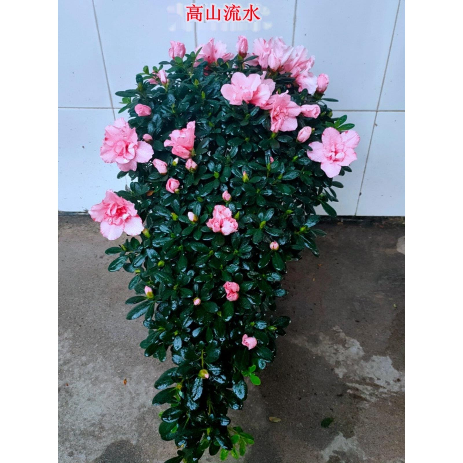 红粉佳人樱桃红高山流水造型杜鹃花盆景凤尾心型盆栽耐寒耐热四季