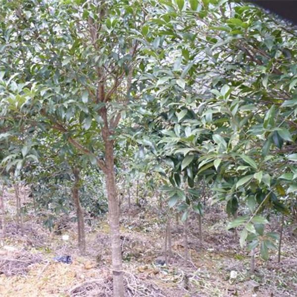 【一物一拍】桂花树苗金桂丹桂流苏嫁接庭院盆栽树形花树