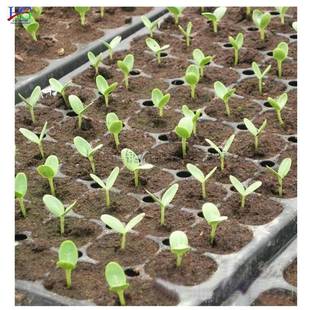 全育花苗盘播器穴盘种播种机自动蔬菜种育点76019播机卉穴盘设备