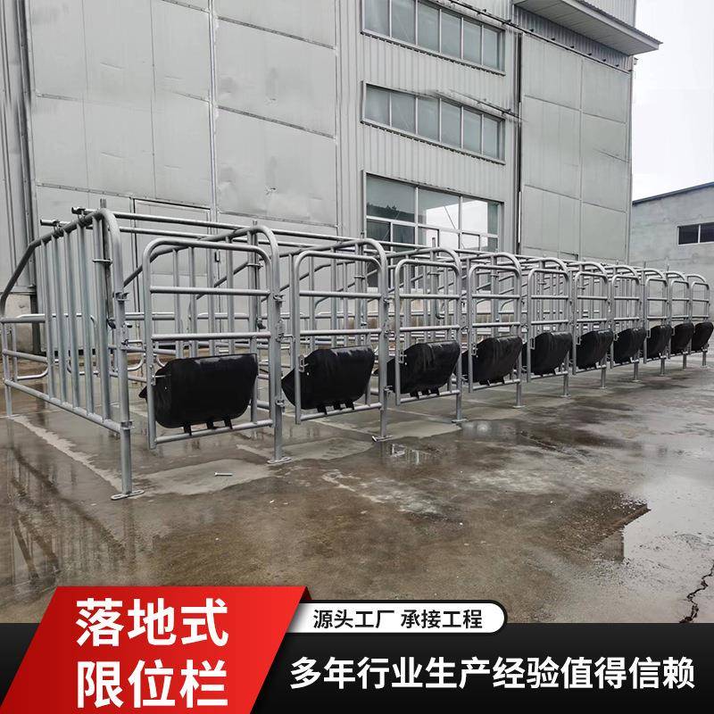 猪定场专地用落式位畜牧养殖加厚ZGJ耐重落地式定位栏母猪栏限位