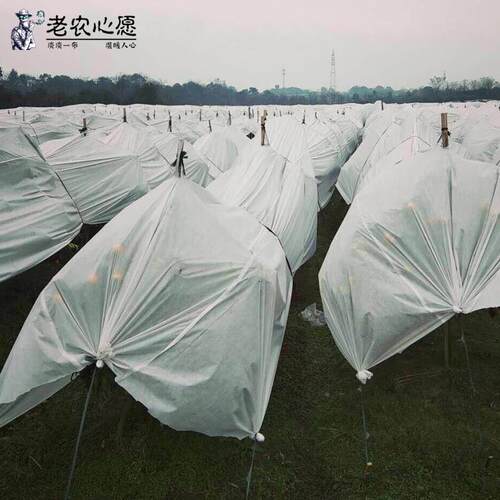 轻168451农业水布透气超防轻果树防雨水P白色P45克厂家无纺透气薄