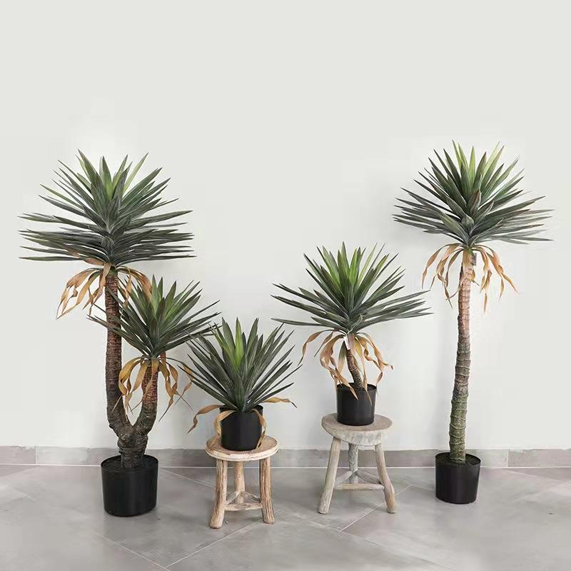 树龙舌兰盆栽热带物室内绿植水池景观植造景龙血落mhg-0001地摆件