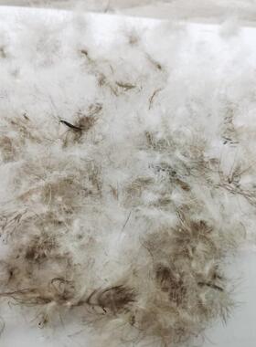 201标38190灰鸭1绒水洗朵羽绒蓬松大90绒填充灰原料