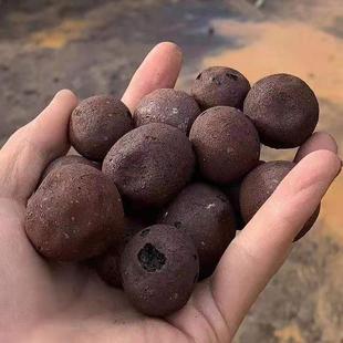 滤工程建筑厕所回5填771用轻质粘土陶粒3 mm污水处理生物池用陶粒