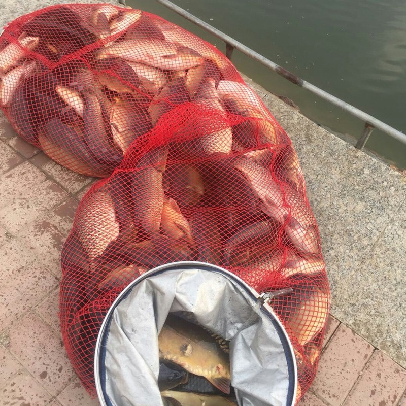 开口激活素钓鱼小药黑坑鲤鱼饵料诱鱼剂野钓鲫鱼罗非小药青鱼窝料