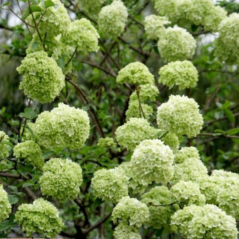 庭院植物木本绣球花苗中华斗绣球树苗盆栽地栽别墅阳台四季开花