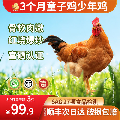 广西散养土鸡小公鸡3只装