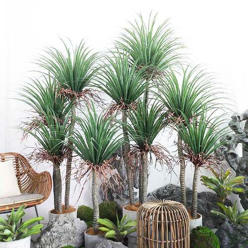 新真款仿龙树室内大型绿植盆栽血盆客厅落地景室内KZI装饰仿真树