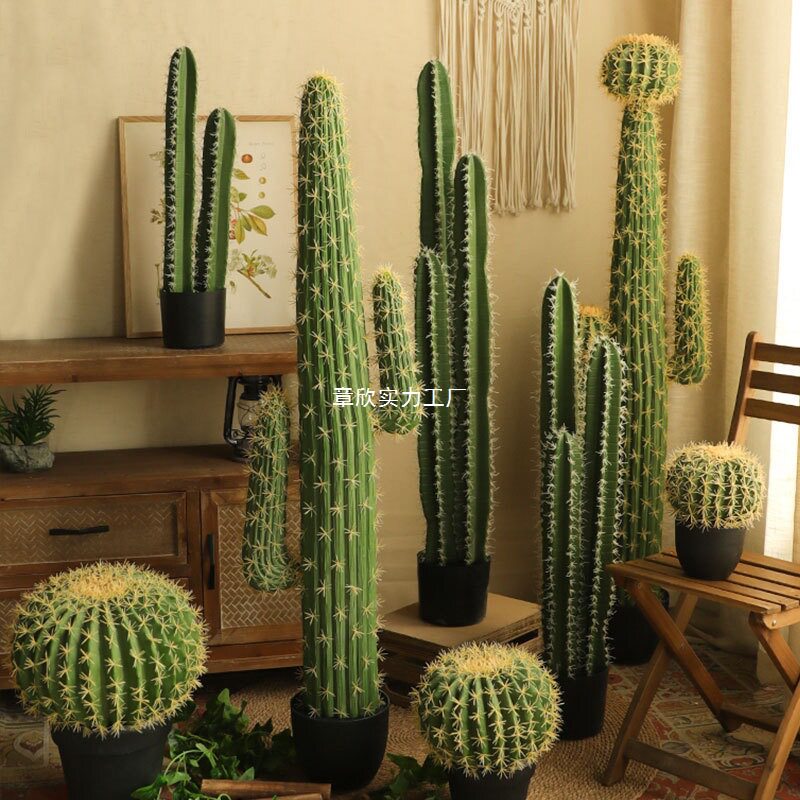 仙人球仙人柱大型植物盆栽室内绿植橱窗装饰造景量天尺仙人掌