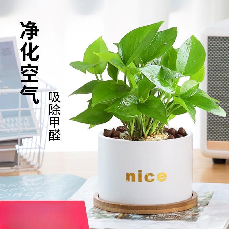 绿萝盆栽室内植物花卉绿植水培长藤垂吊大叶绿箩新房家用吸除甲醛