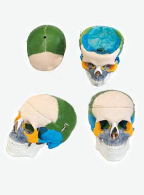 成人头颅骨骨性着色模型A11111 /1