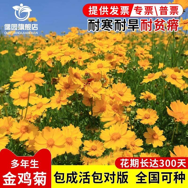 金鸡菊花籽多年生宿根大花金鸡菊花种籽子四季易活花海色块花期长