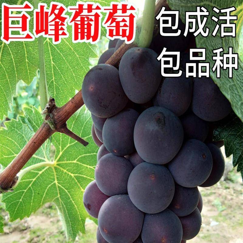 巨峯葡萄树曲南北方庭院种植特大爬藤盆栽无籽耐寒果树当年结果