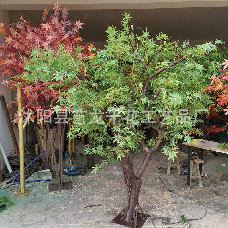 绿枫树大型绿植盆景红枫树园艺工程婚庆装饰树落地绿枫树