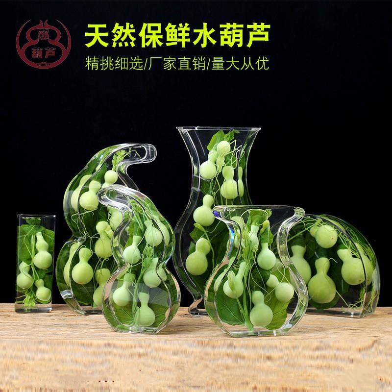 天然葫芦植物瓶子水生保鲜四级水养居家摆件客厅办公室玄关装饰礼