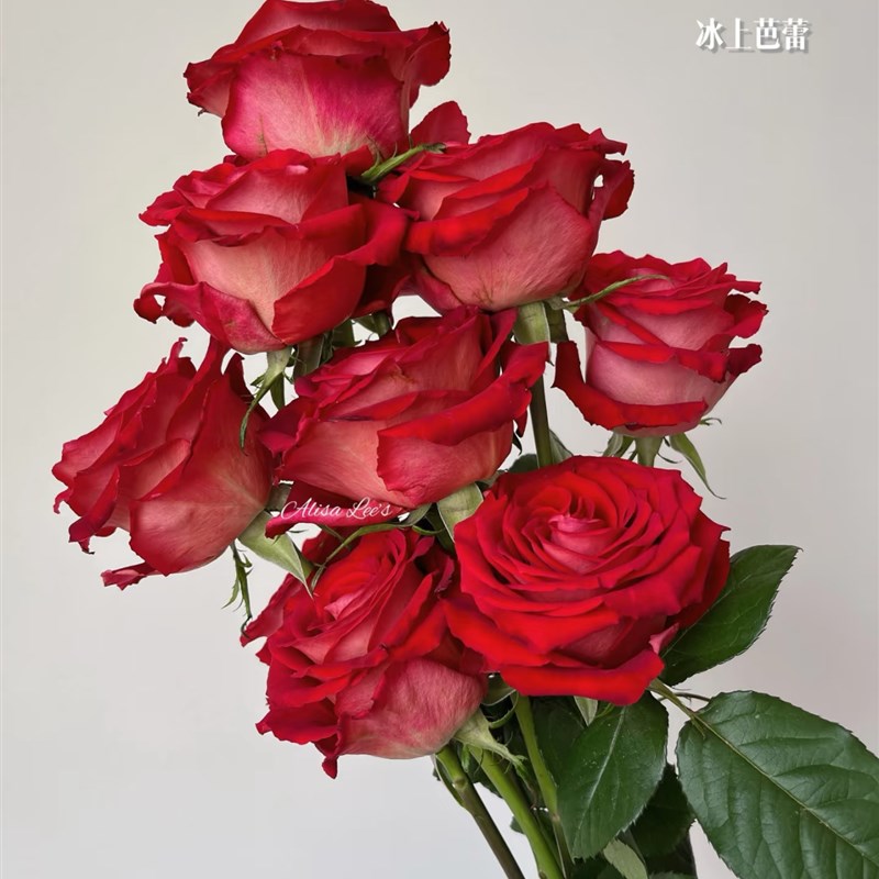 帝王玫瑰冰上芭蕾花苗一加仑扦插中苗原土原盆发货