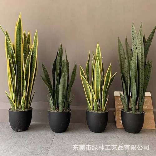 仿真虎兰盆景人造绿外母舌NGE黄边虎仿皮兰皮室内外装植饰摆件真