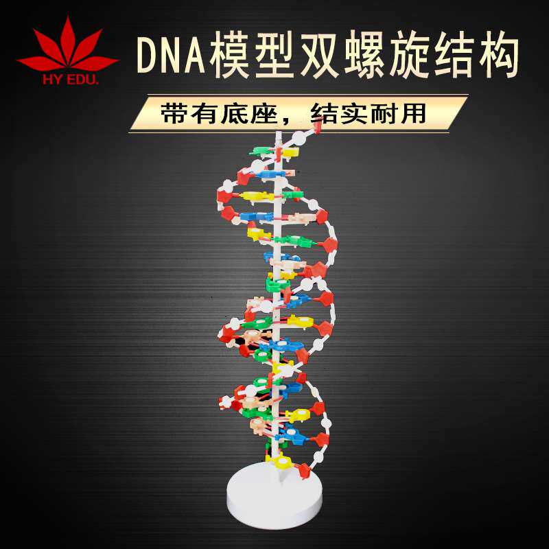 DNA模型双带底座60公分碱基对遗传基因DNA模型双螺旋结构