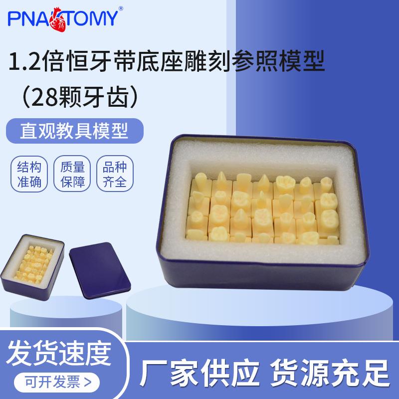 PNT-OR18 1.2倍恒牙带底座雕刻参照(28颗牙齿)仿真离体牙模型