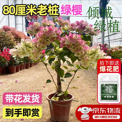 重瓣绿樱三角梅老桩盆栽四季开花苗盆高端漳红樱三角梅专用土肥