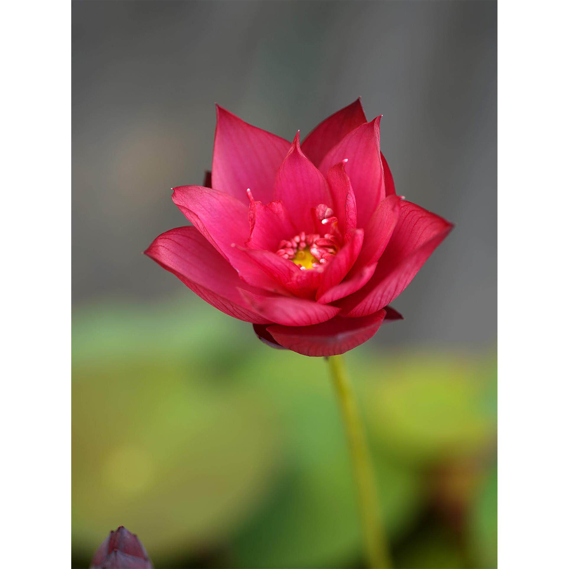 2025新品【綪筏】周劲松家中小型盆栽阳台家庭种植碗莲荷花种藕苗