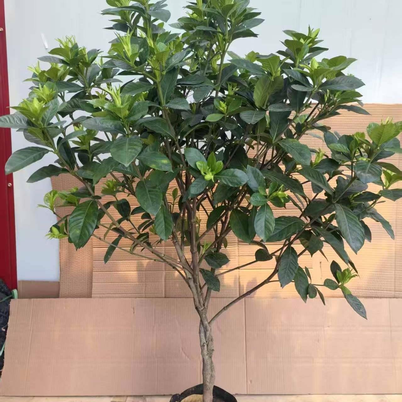老桩大叶栀子花大树苗大棵栀子花浓香型四季开 花独杆室内外花卉