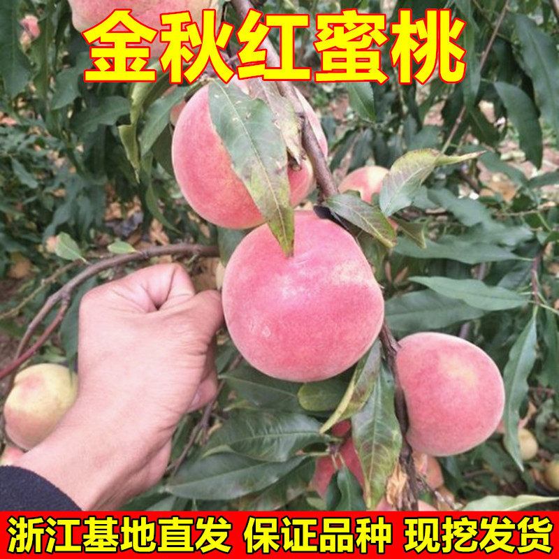 嫁接桃树苗 金秋红蜜桃苗 晚熟冬桃苗 南北方种植果树苗 当年结果