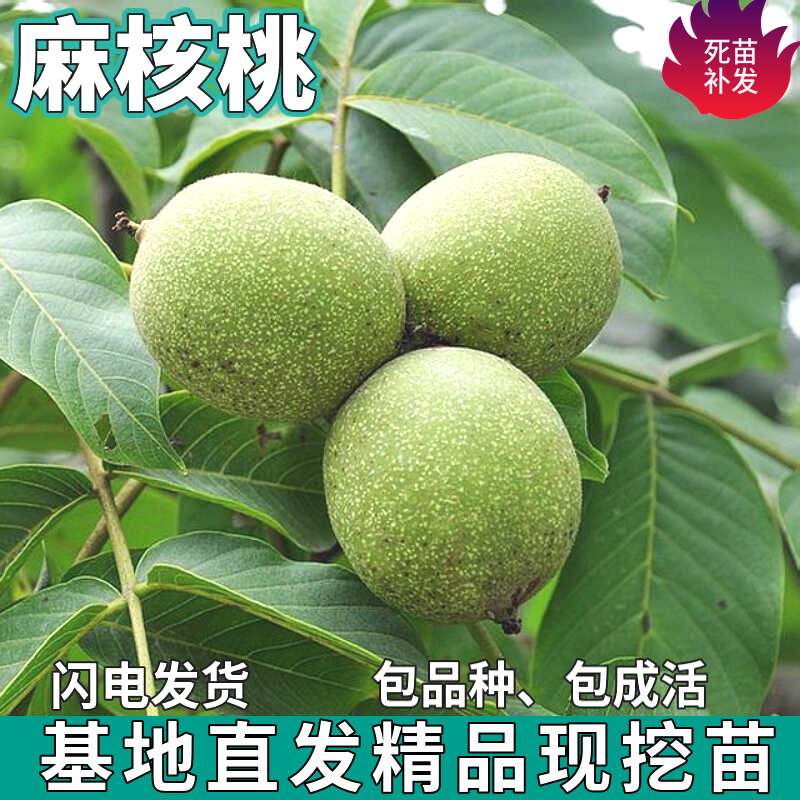 麻核桃树苗南北方地栽庭院盆栽种植特大嫁接薄皮核桃树苗当年结果